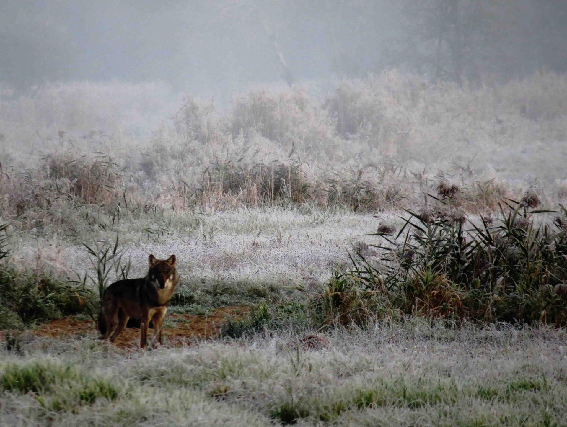 Pologne Bialowieza et Biebrza