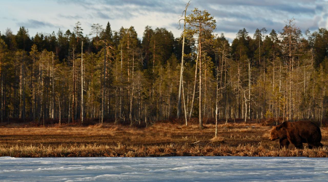 Finlande Carélie