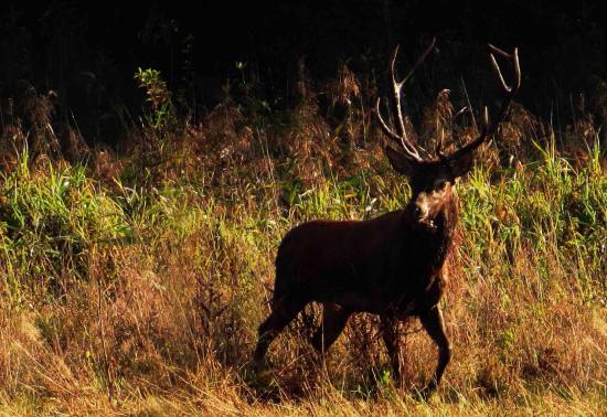 Cerf Forêt Bialowieza 4