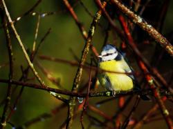 Mésange Bleue Forêt Bialowieza