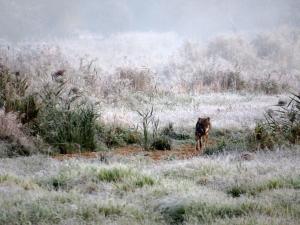 loup  Bialowieza  Pologne  2014