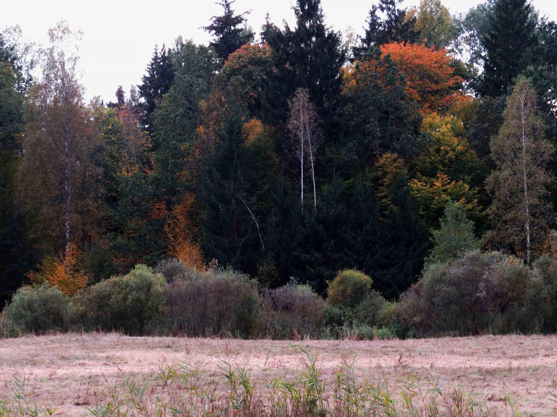 Pologne Bialowieza et Biebrza