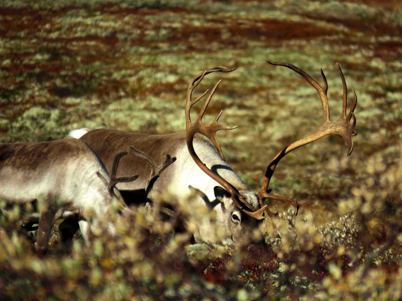 Automne Norvège Boeufs musqués .. du 30 septembre au 7 octobre 2017