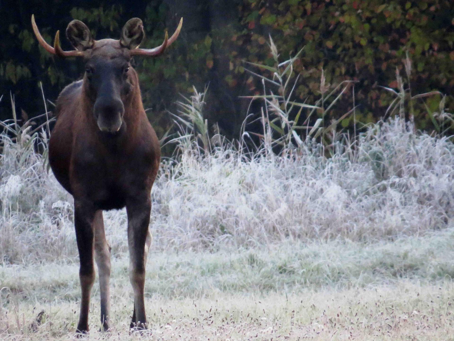 Pologne Bialowieza et Biebrza