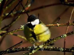 Mésange Charbonnière Forêt Bialowieza