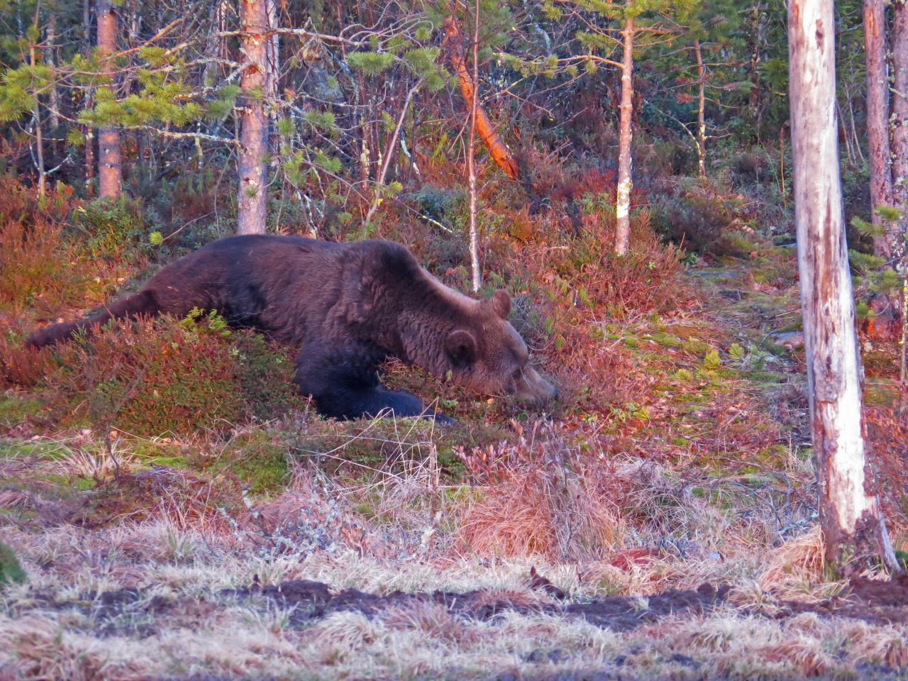 Finlande Carélie