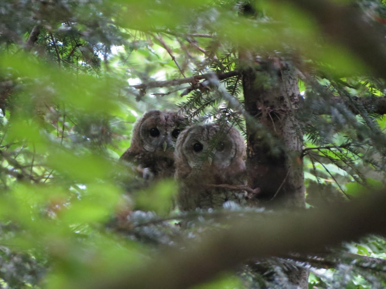 Printemps Slovénie La montagne aux ours du 13 au 21 mai 2017