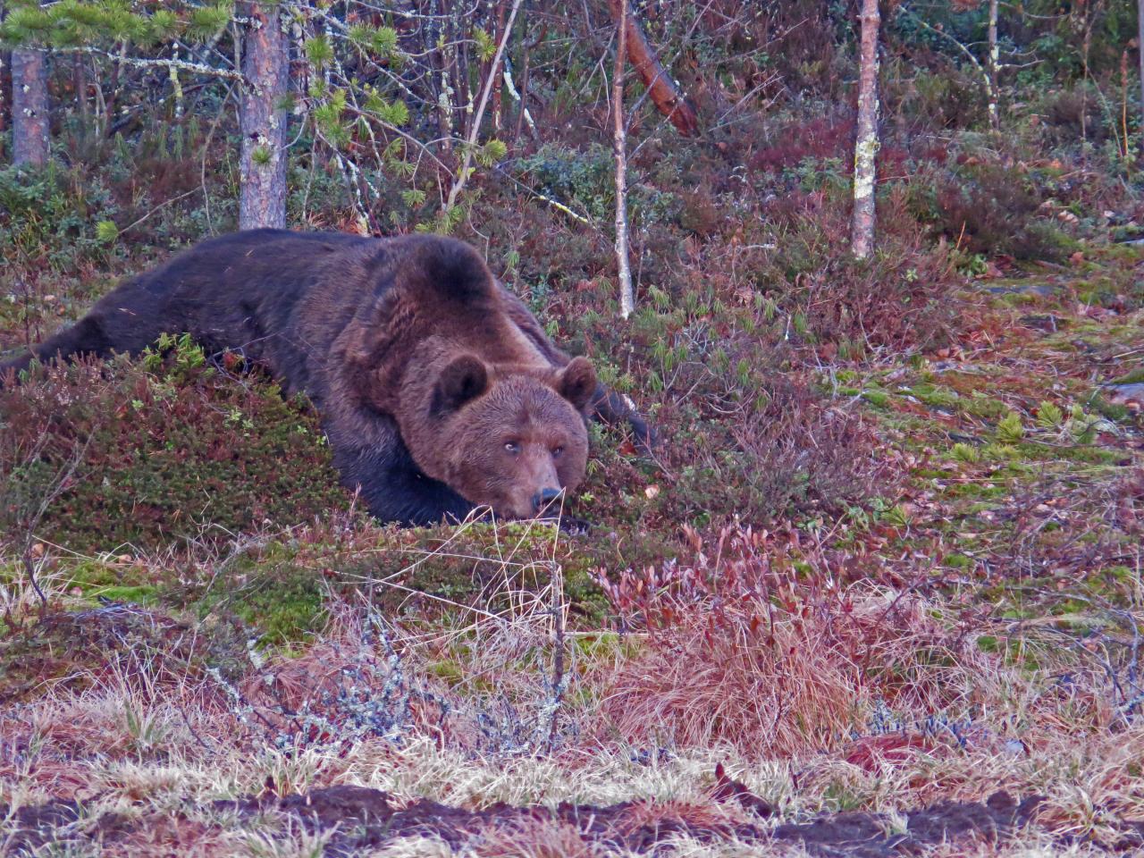 Finlande Carélie