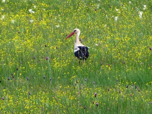 Cigogne