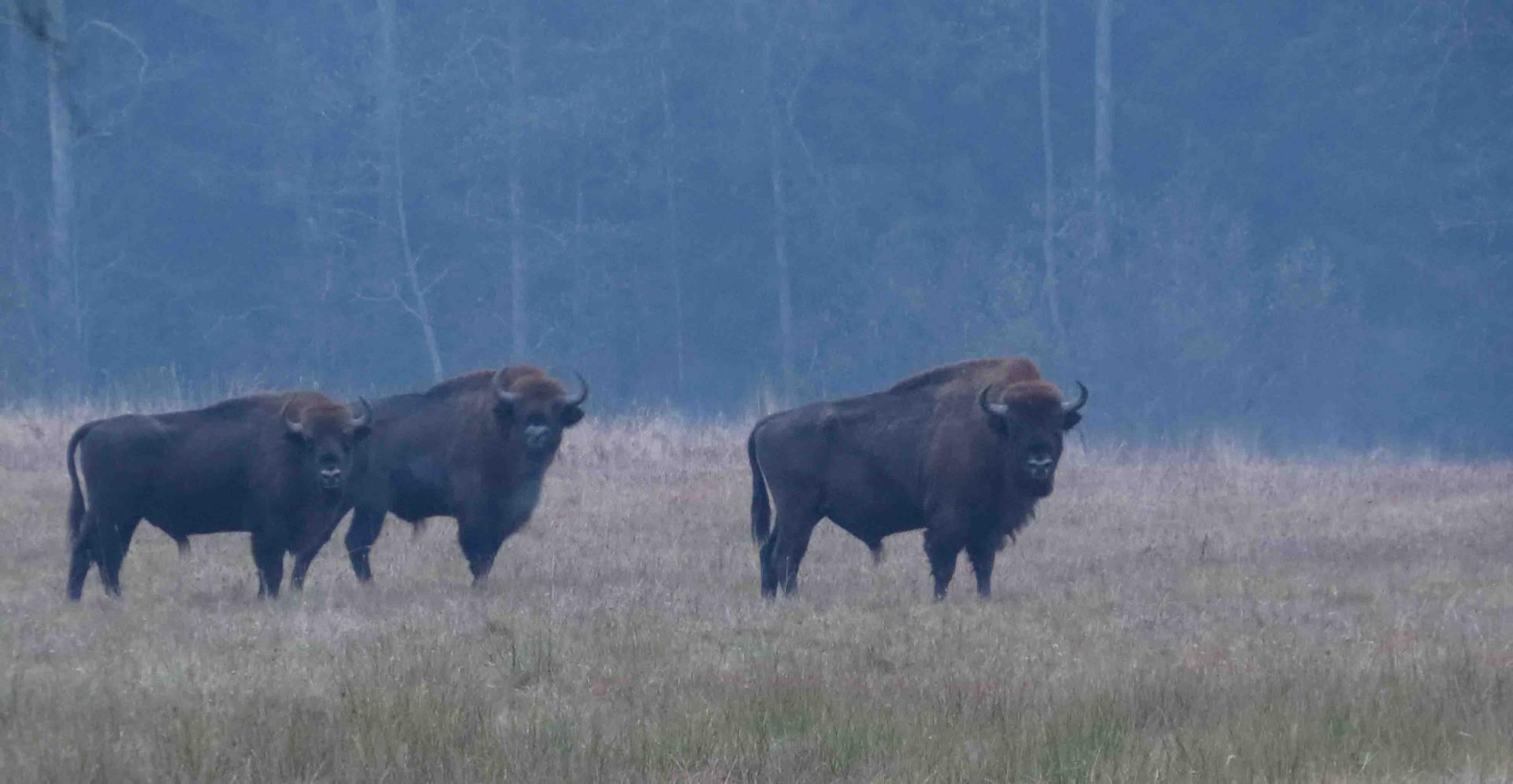 Bialowieza - Le bison et le loup