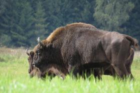 Bialowieza pologne bison d'Europe
