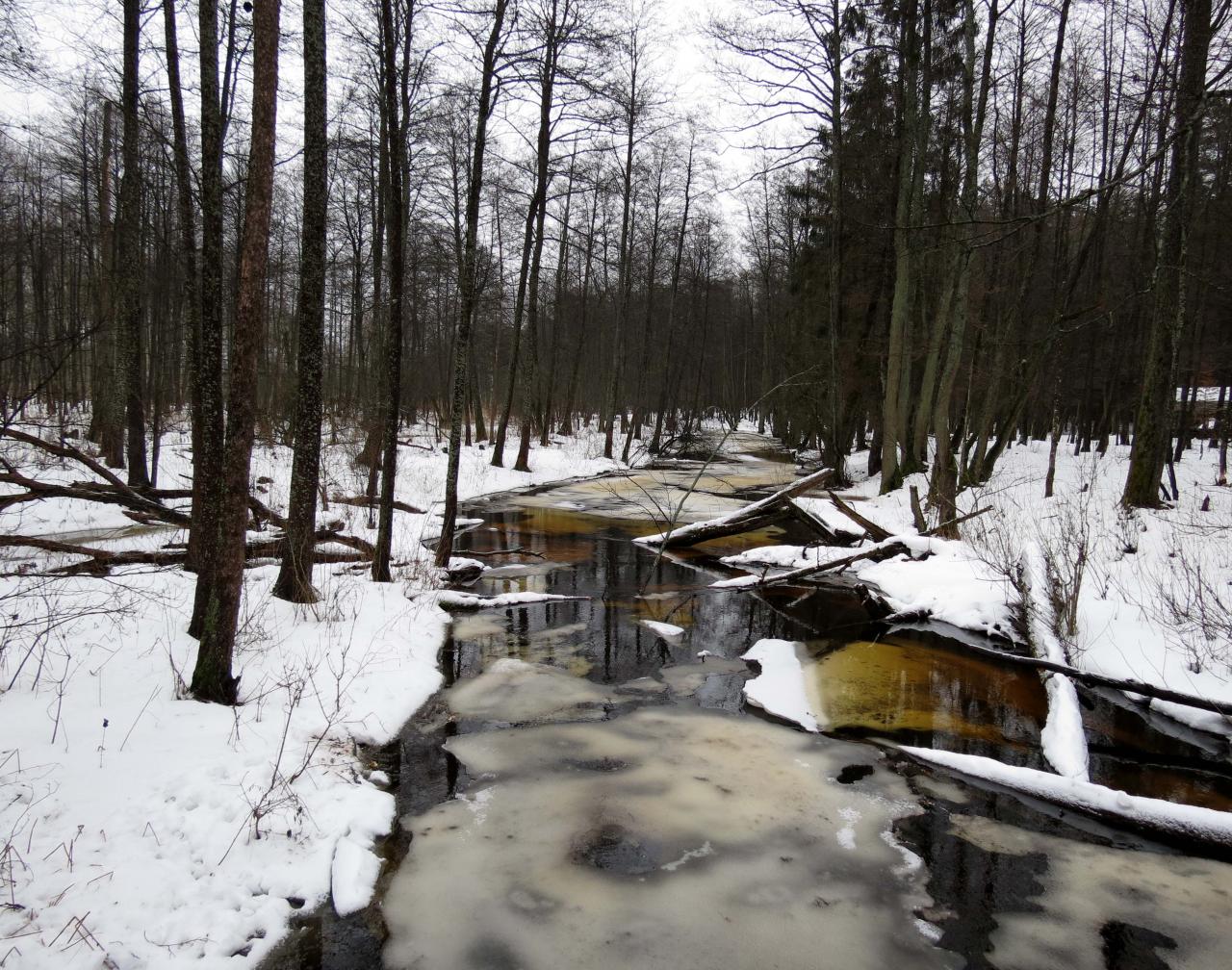 Bialowieza en hiver