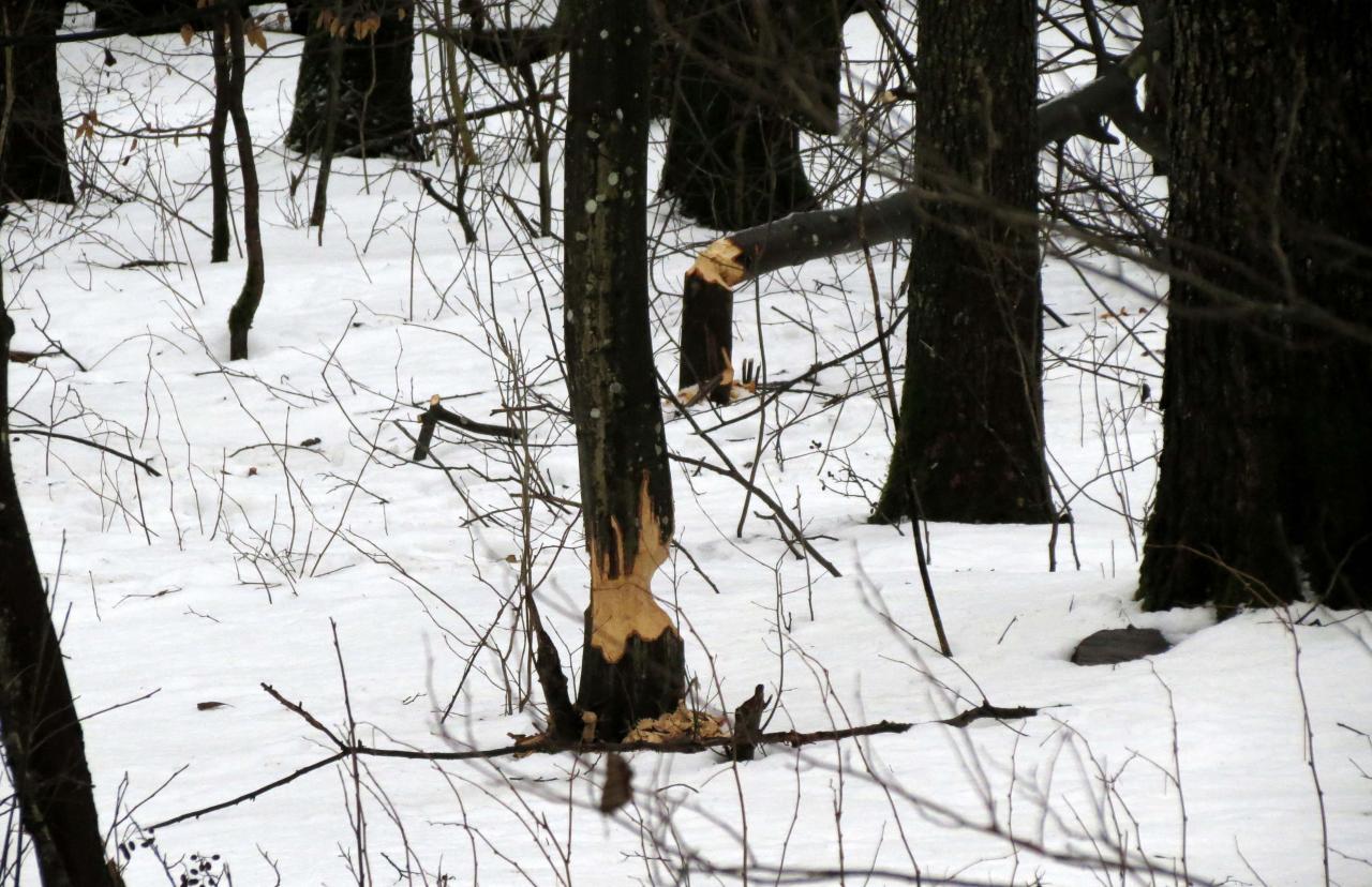 Bialowieza en hiver