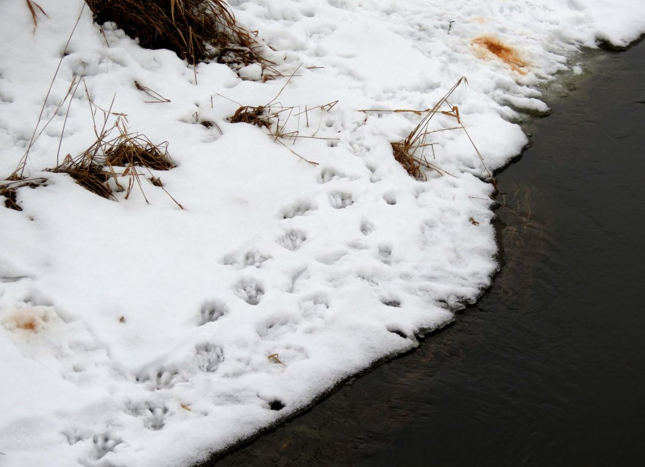 Bialowieza en hiver