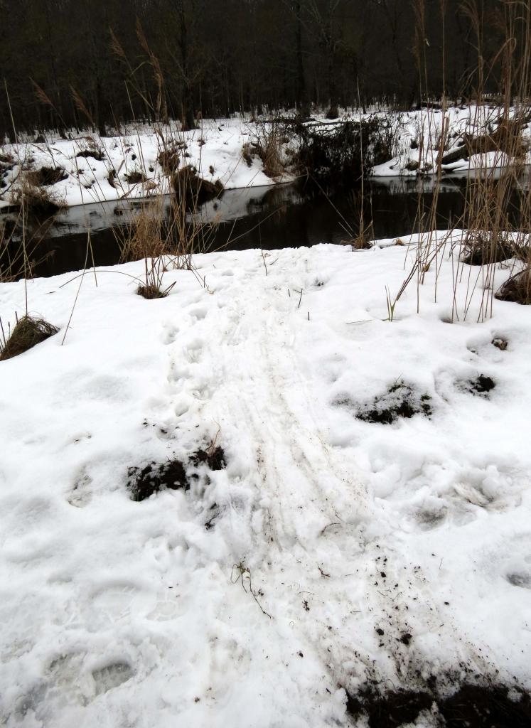 Bialowieza en hiver