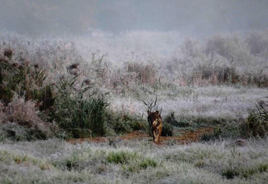 Pologne Bialowieza et Biebrza