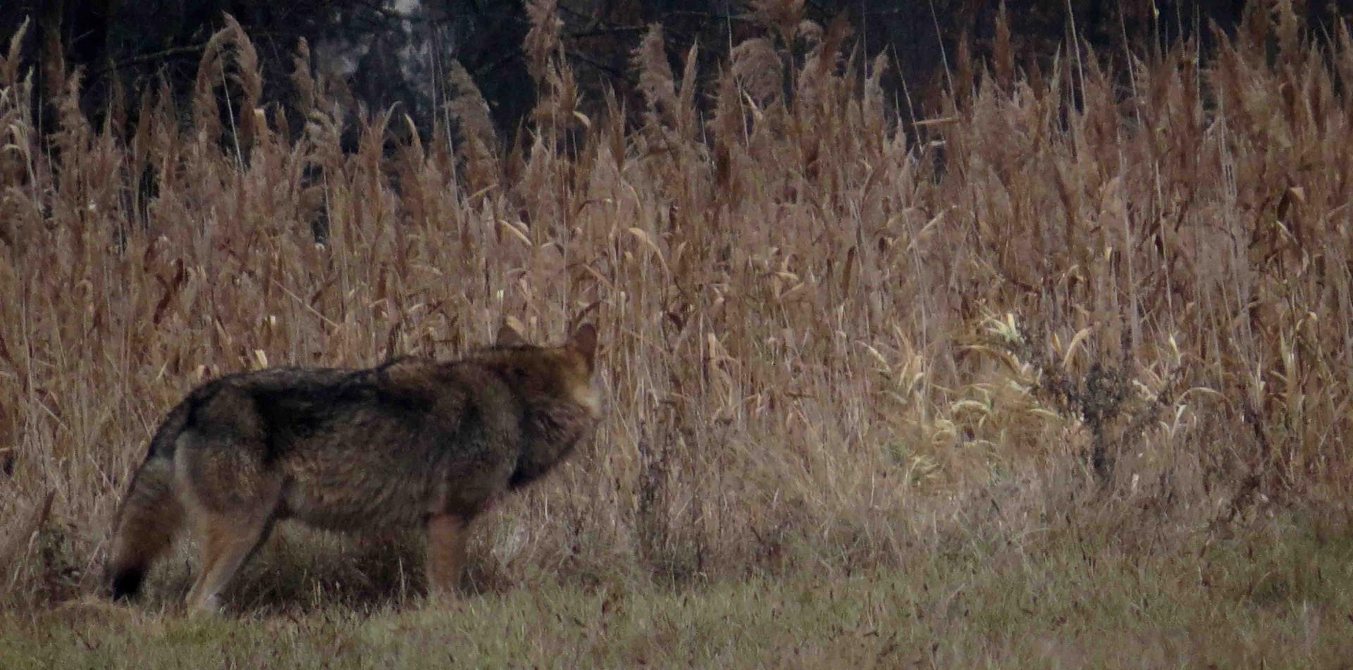 Bialowieza - Le bison et le loup