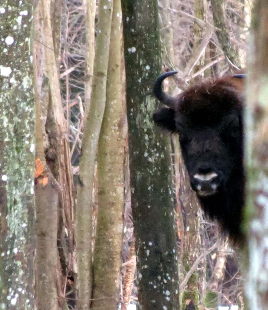 Bialowieza en hiver