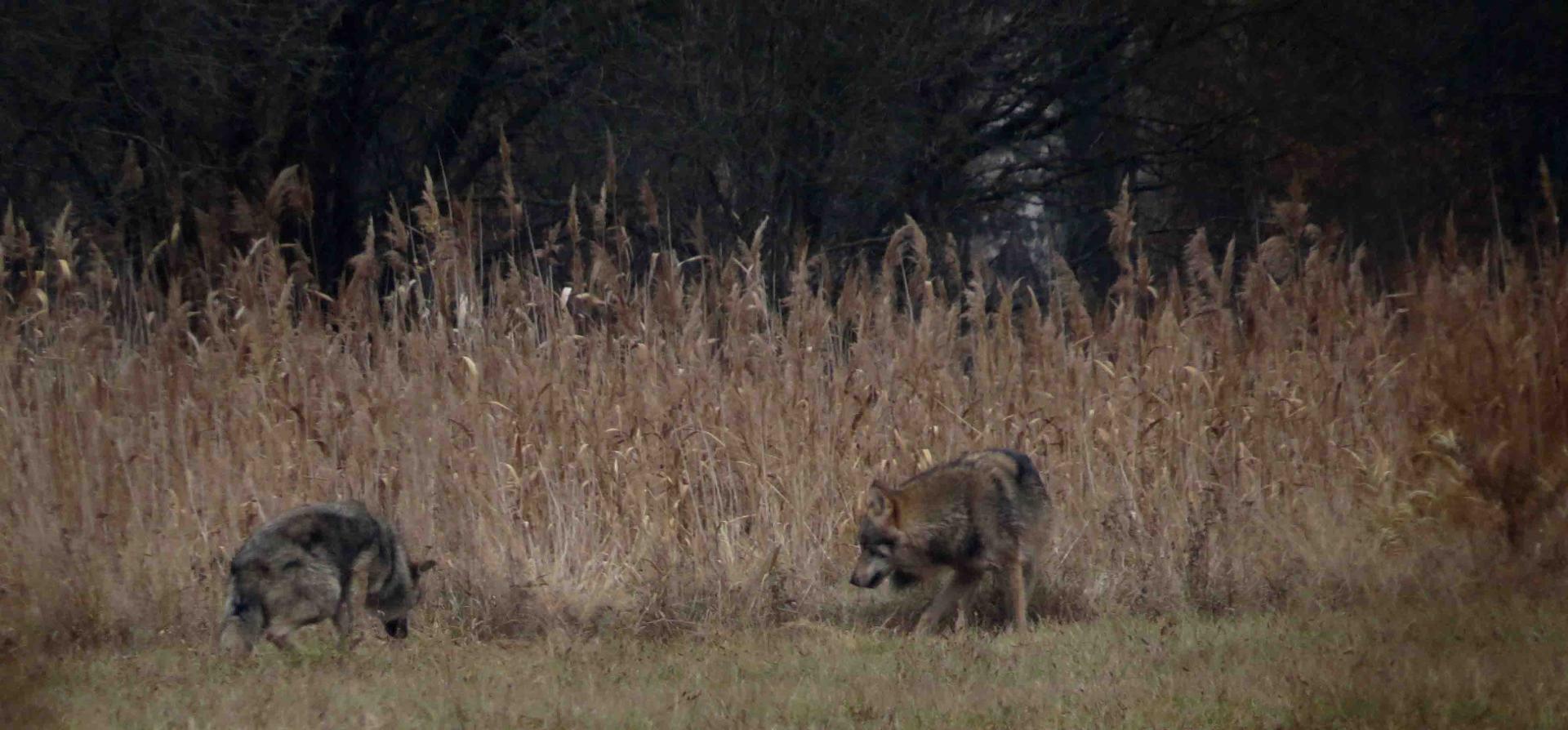 Bialowieza - Le bison et le loup