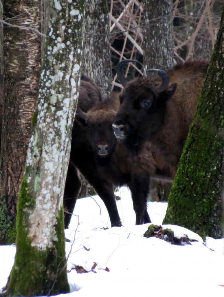 Bialowieza en hiver