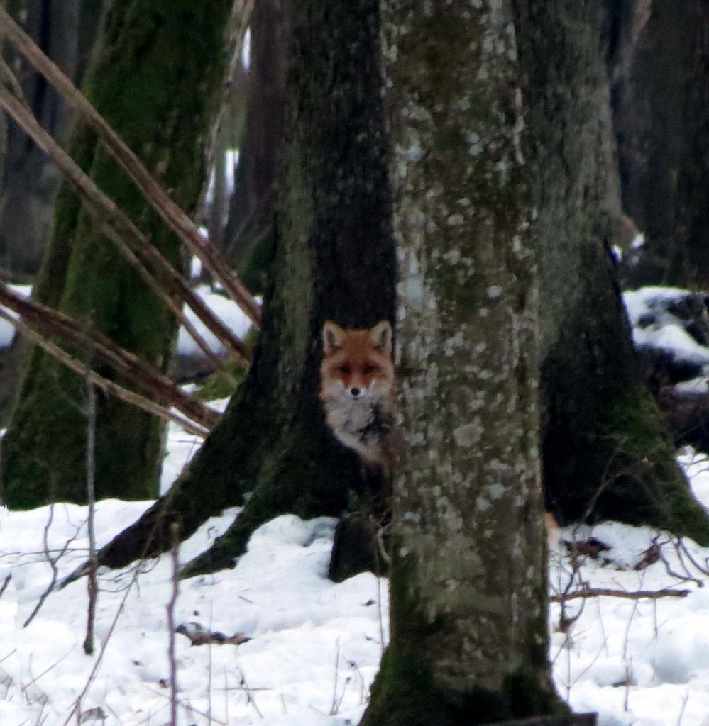 Bialowieza en hiver