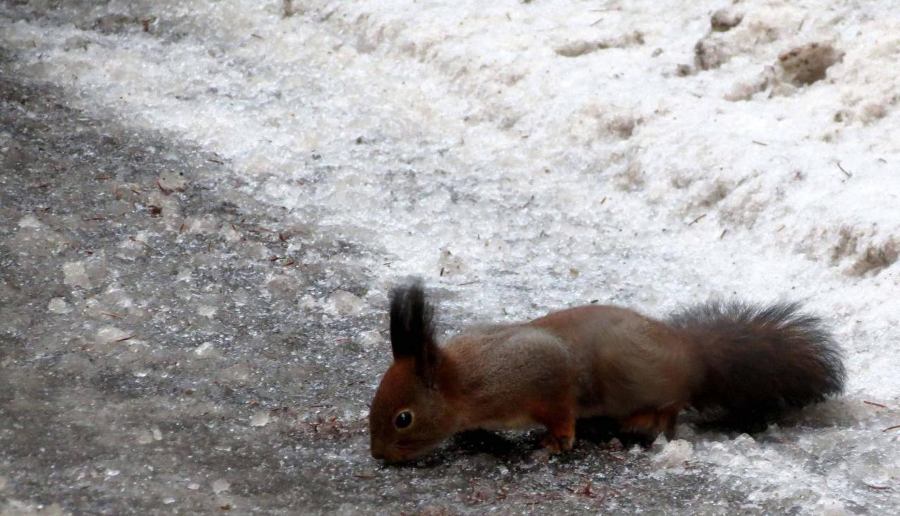 Bialowieza en hiver