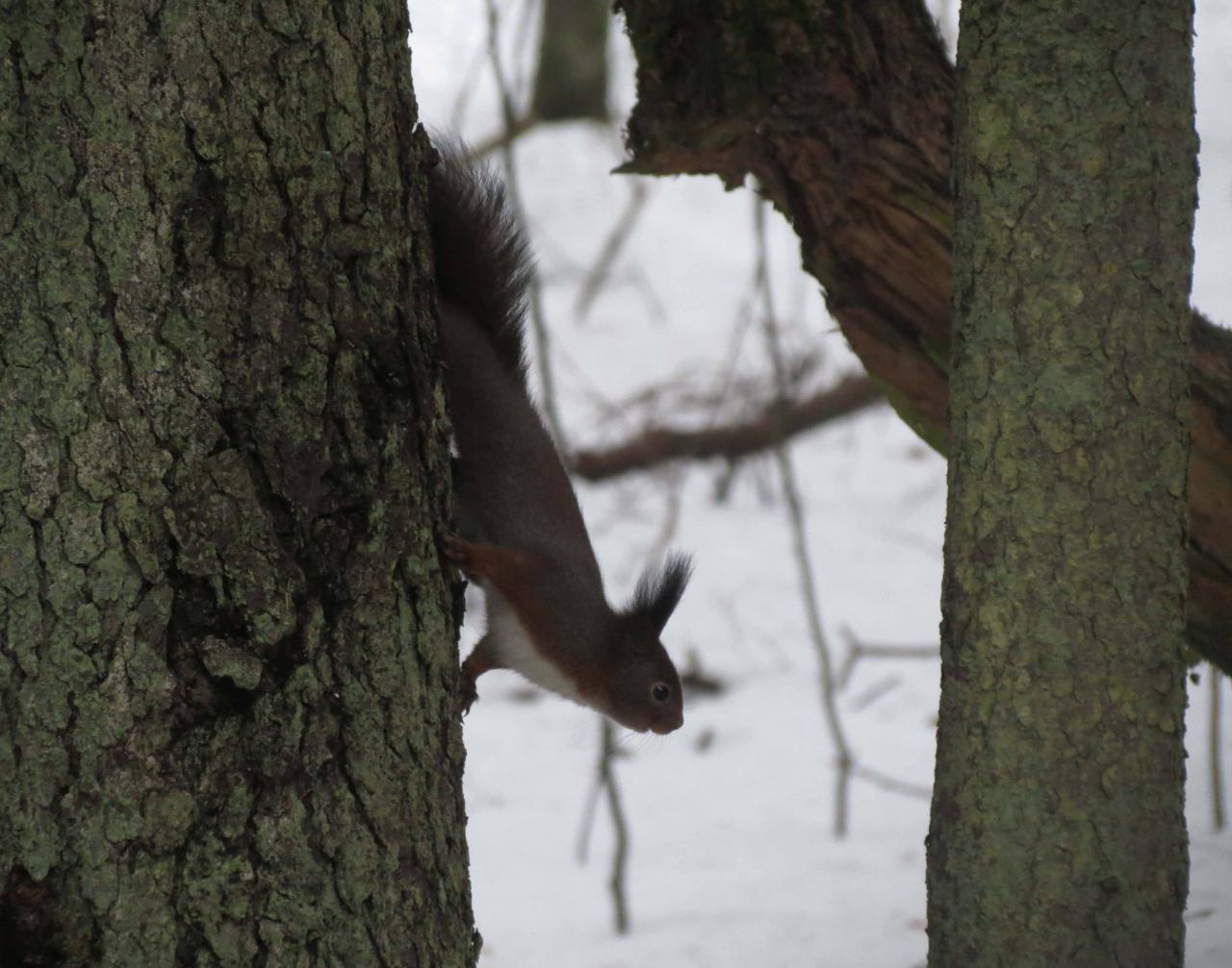 Bialowieza en hiver