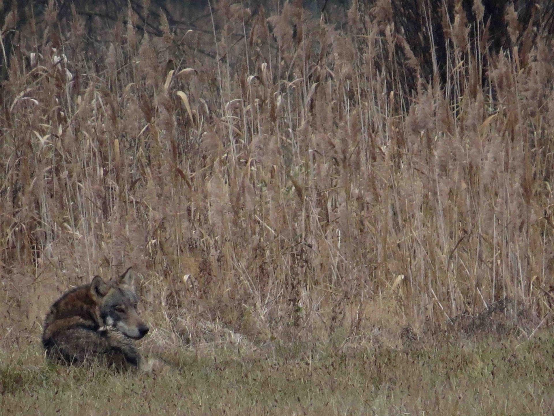 Bialowieza - Le bison et le loup