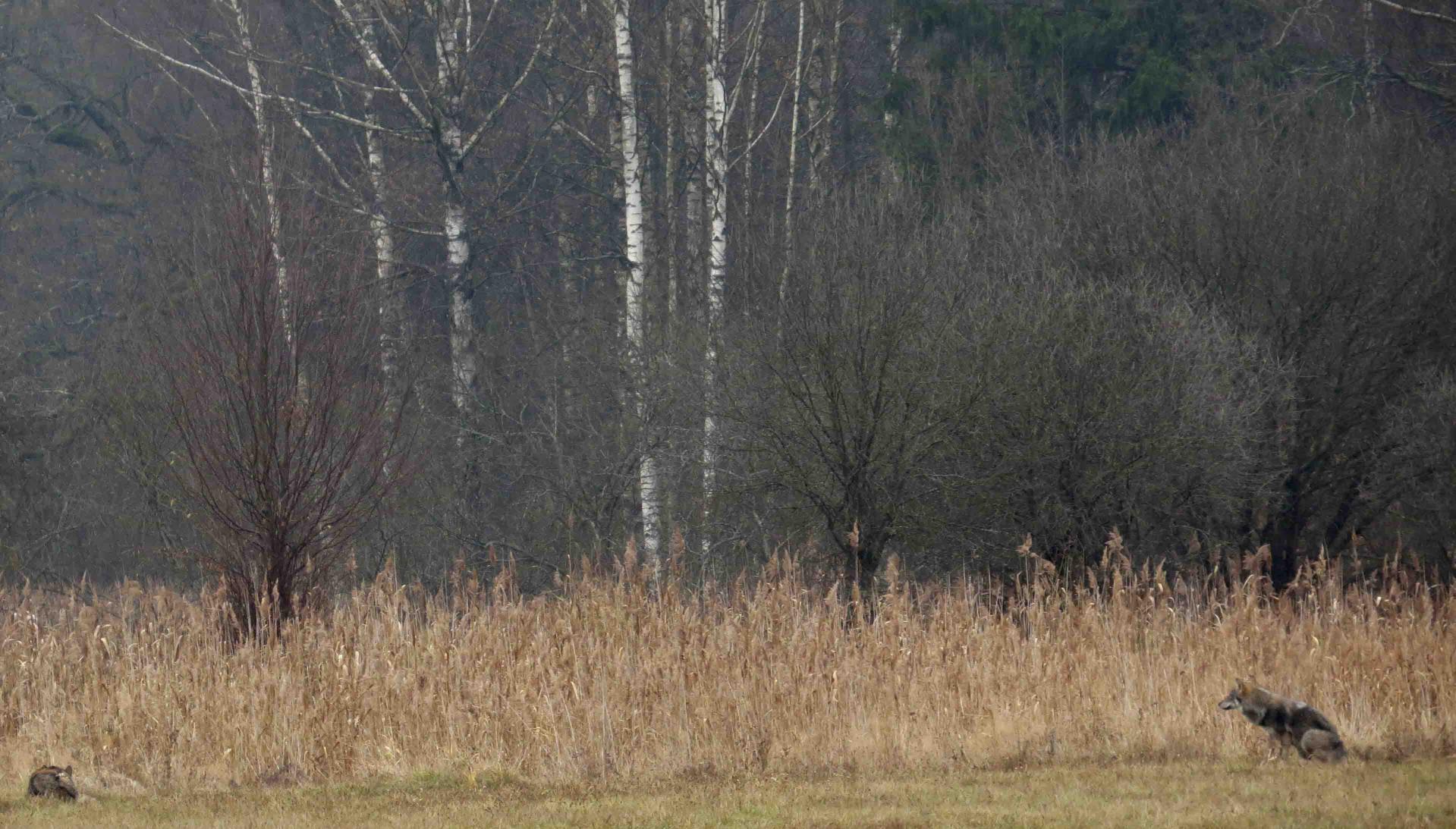 Bialowieza - Le bison et le loup