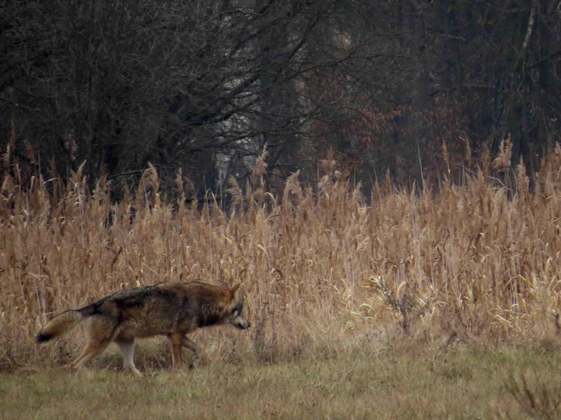 Bialowieza - Le bison et le loup