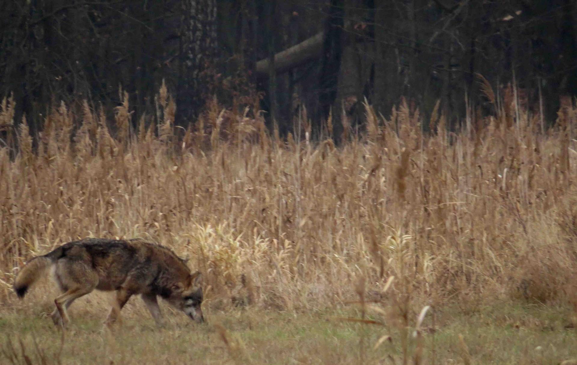 Bialowieza - Le bison et le loup