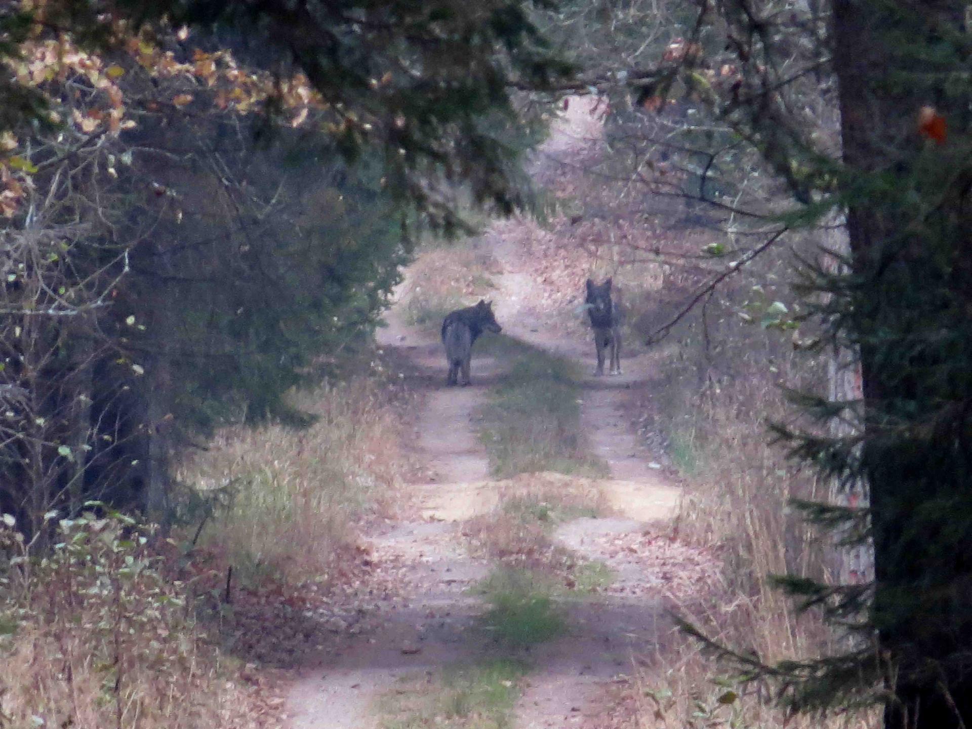 Bialowieza - Le bison et le loup