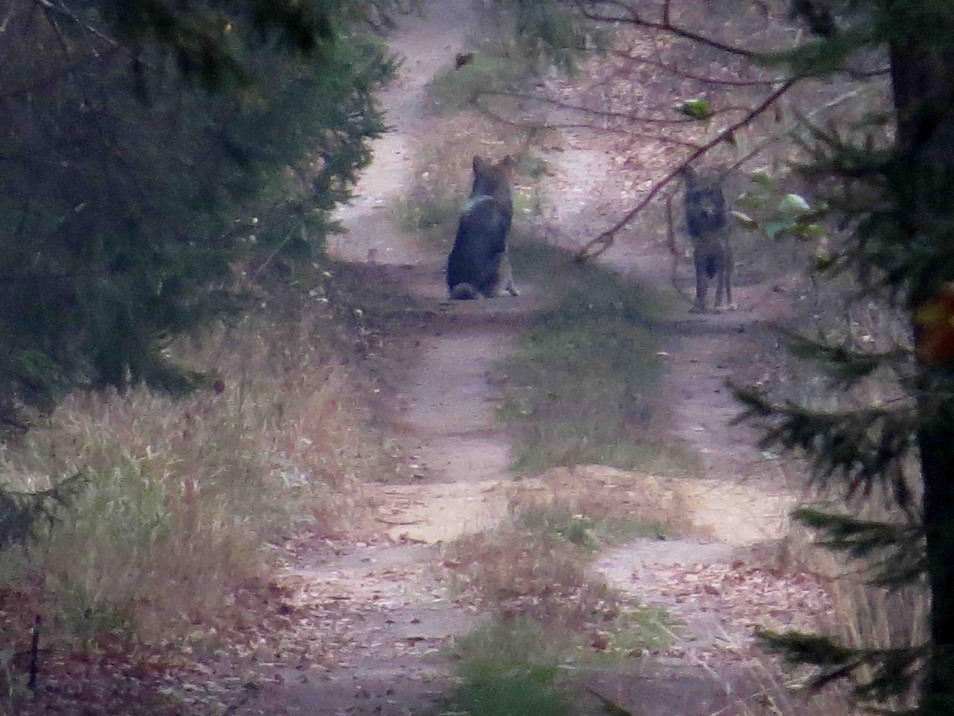 Bialowieza - Le bison et le loup