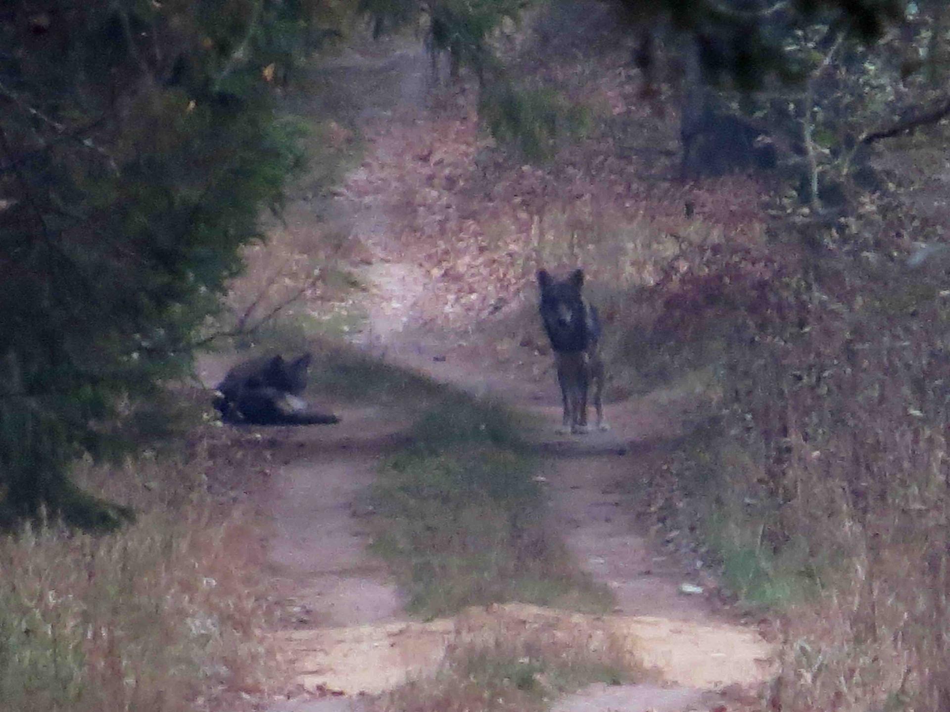 Bialowieza - Le bison et le loup