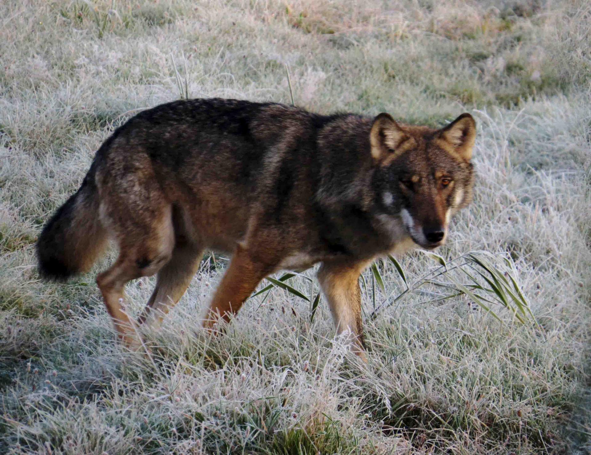 Pologne Bialowieza et Biebrza