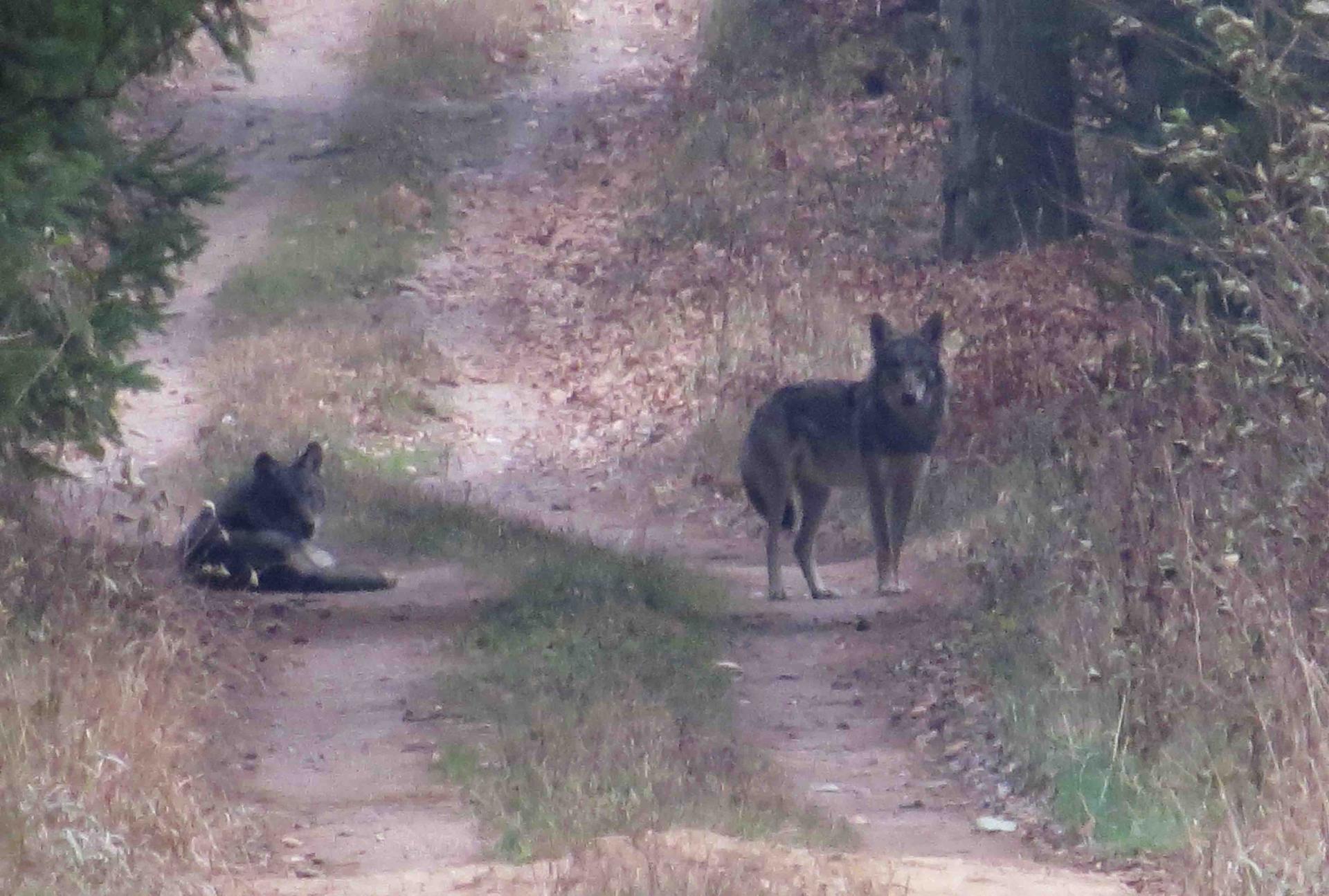 Bialowieza - Le bison et le loup