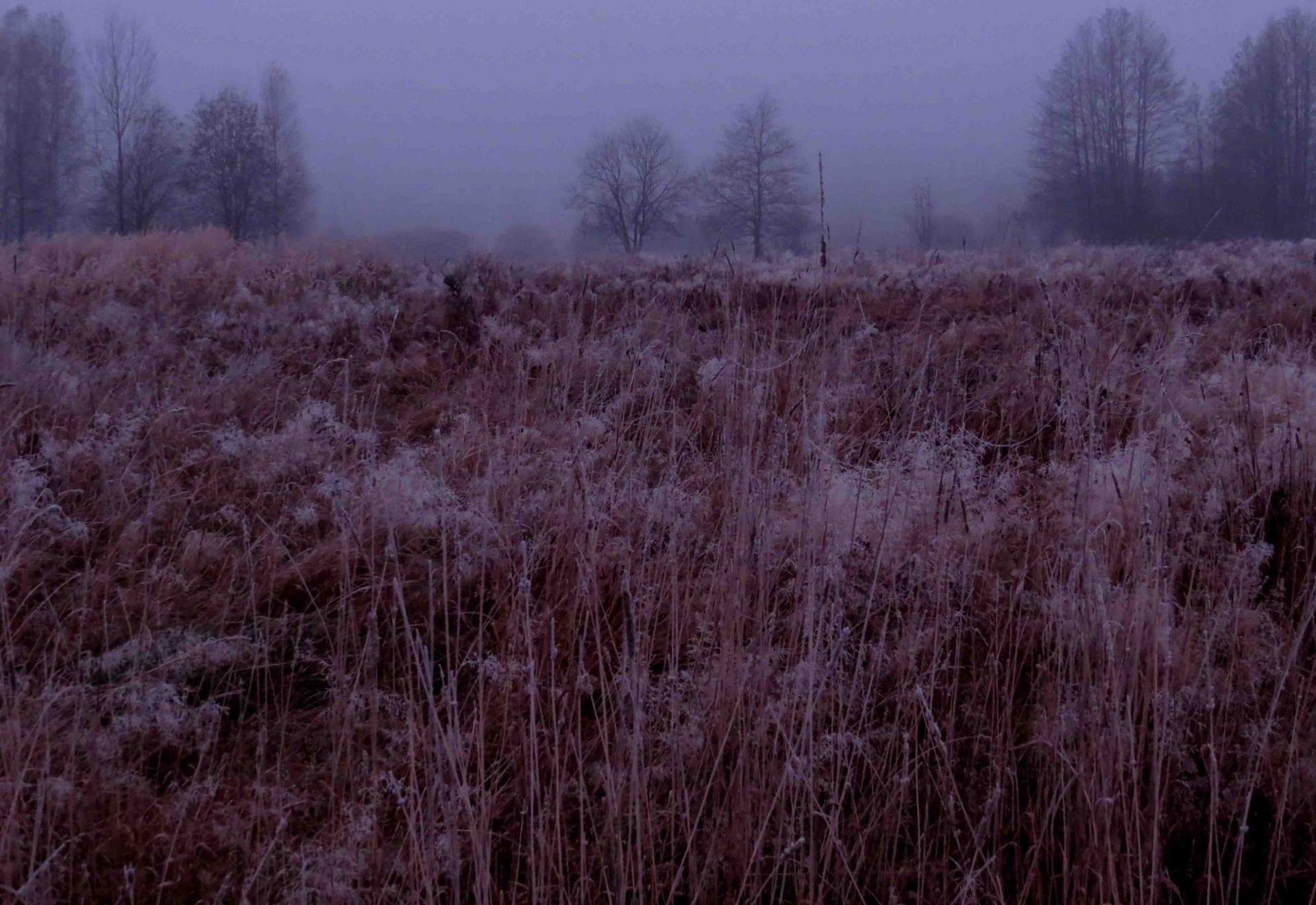 Bialowieza - Le bison et le loup