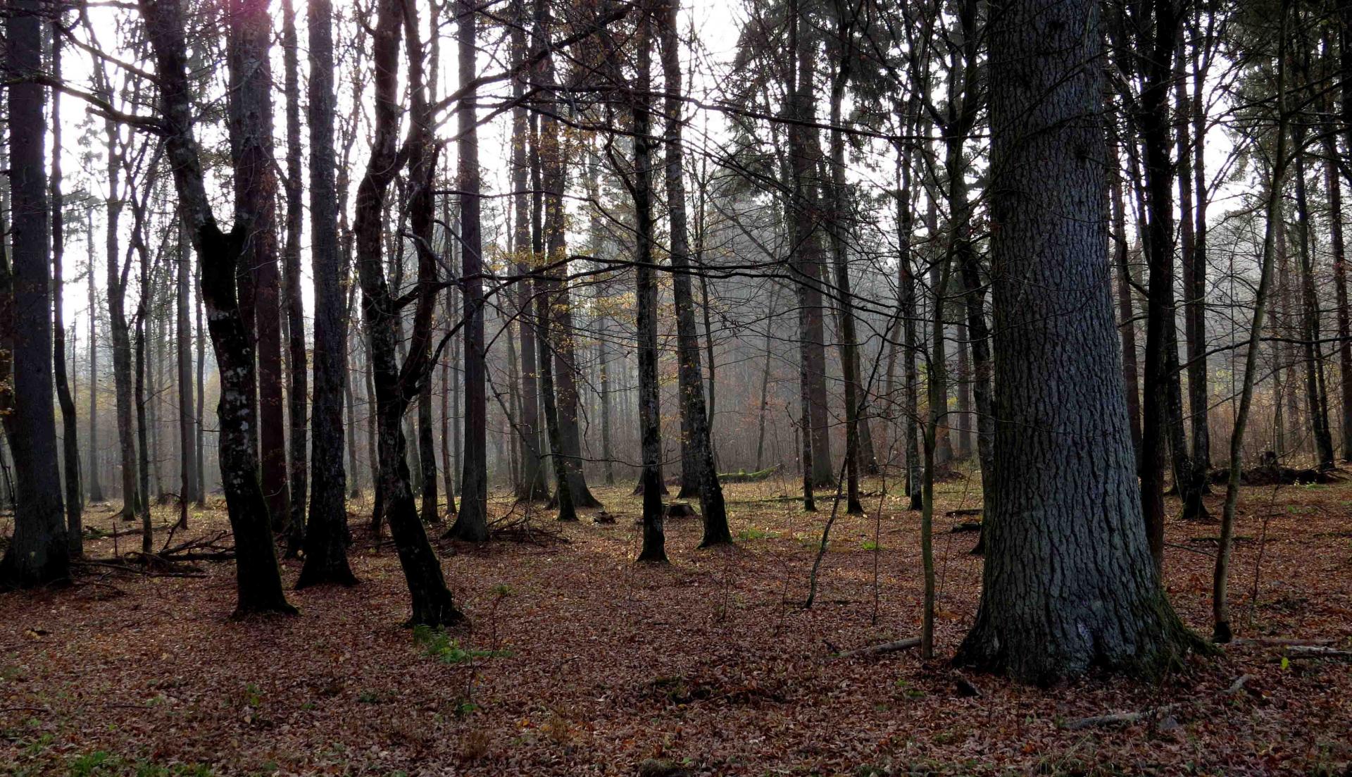 Bialowieza - Le bison et le loup