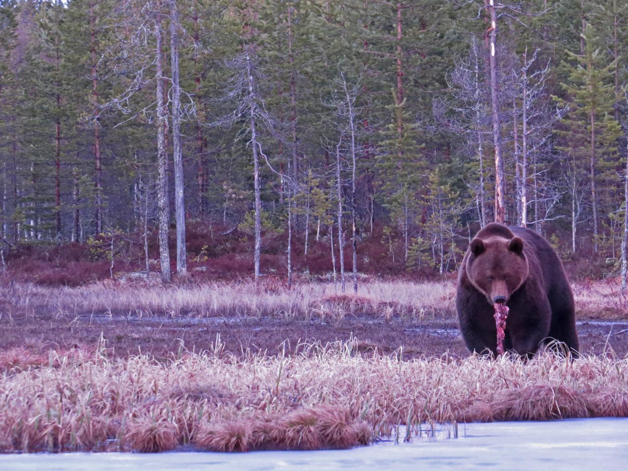 Finlande Carélie