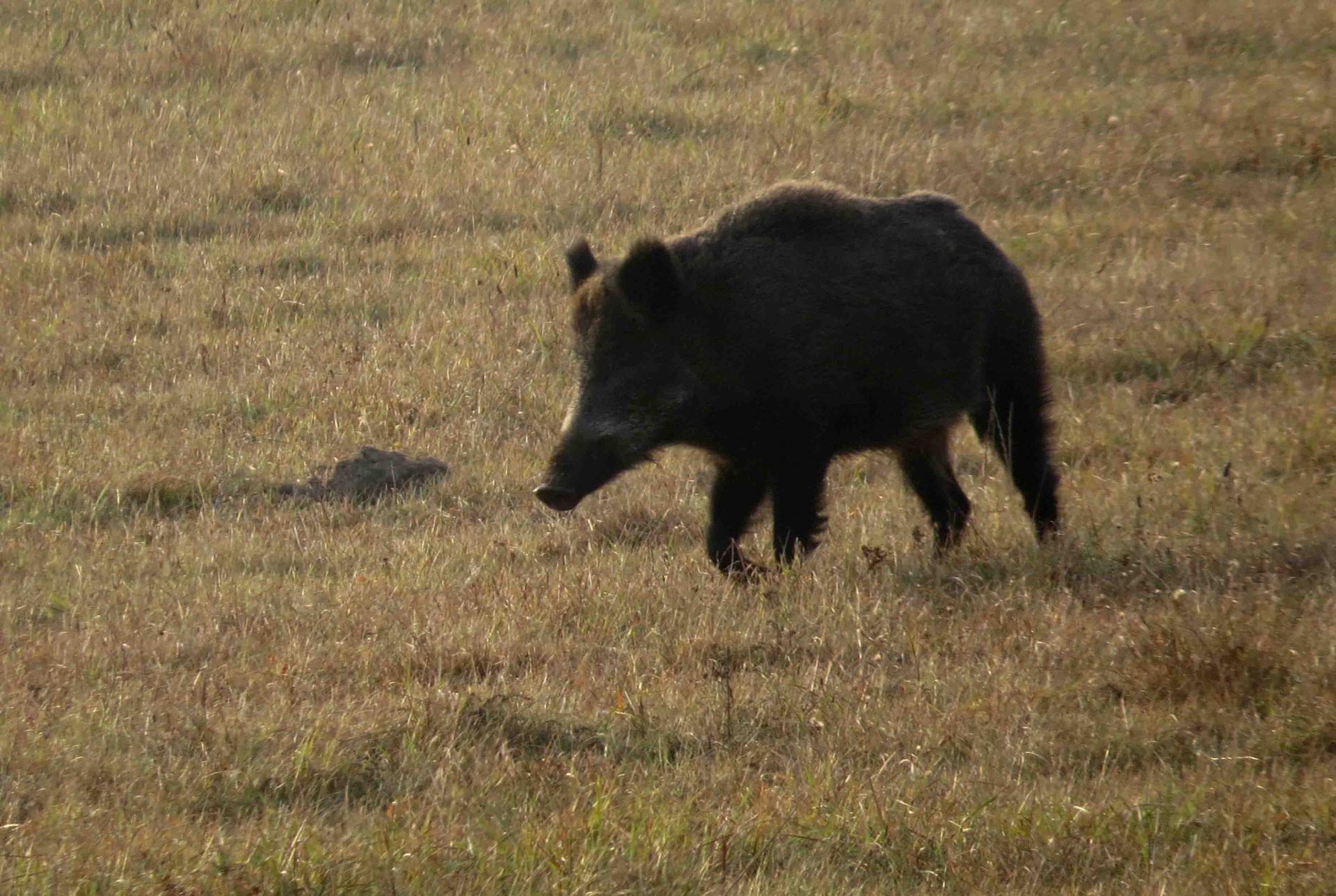 Bialowieza - Le bison et le loup