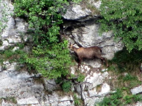 Chamois