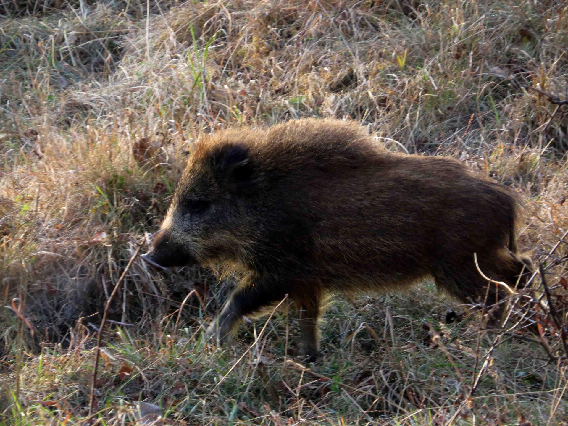 Bialowieza - Le bison et le loup