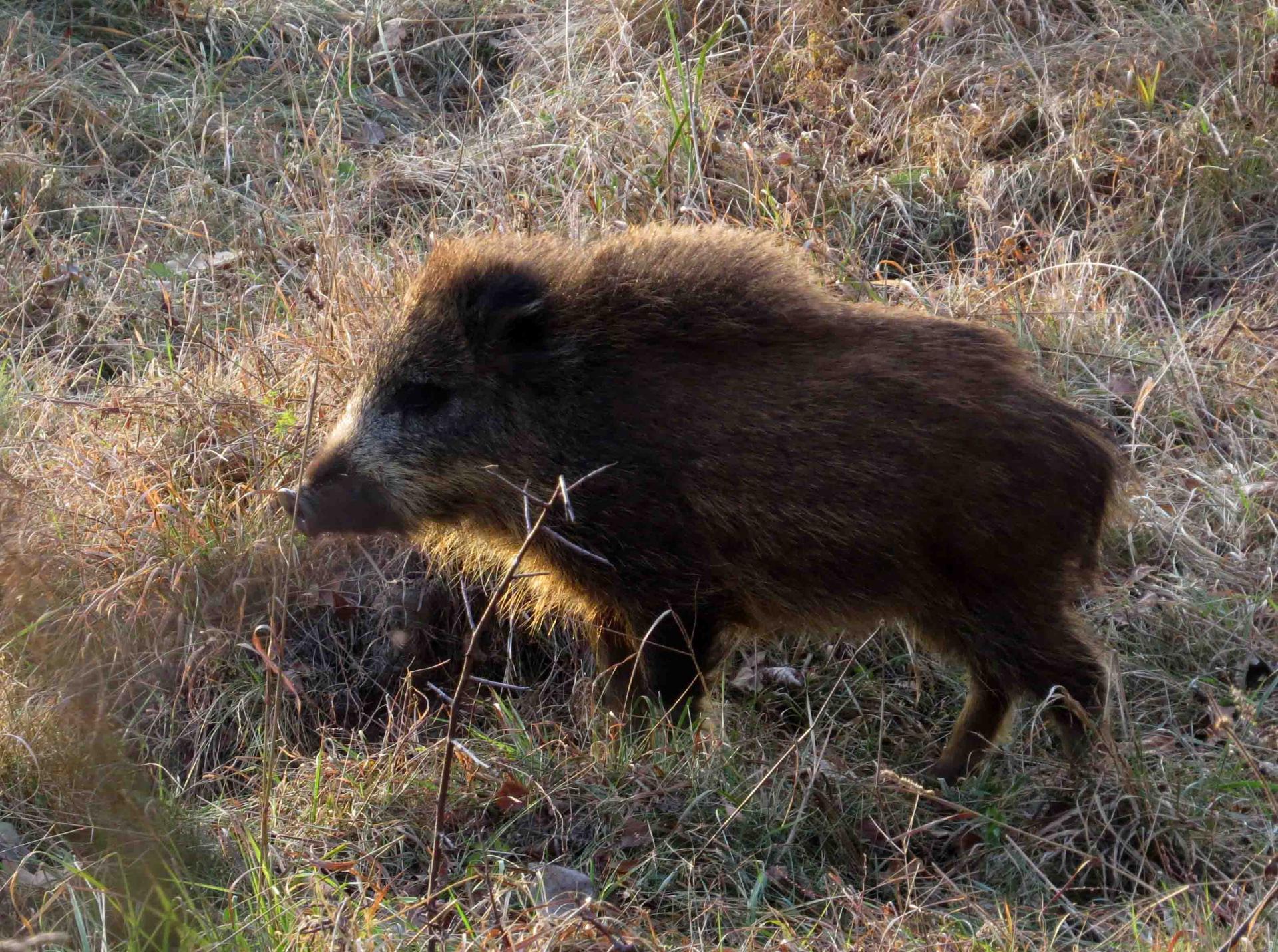 Bialowieza - Le bison et le loup