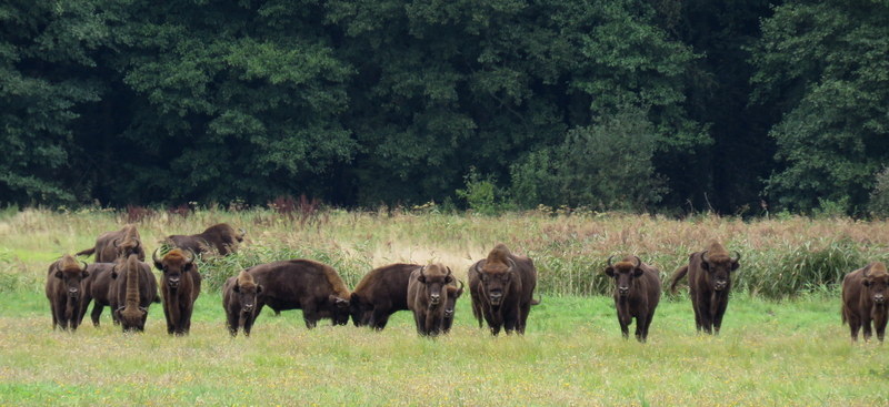 Troupeau de Bisons d'Europe Bialowieza Pologne