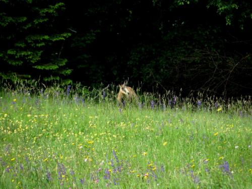 Chamois