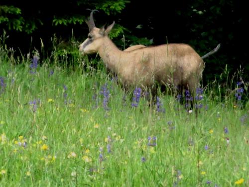 Chamois