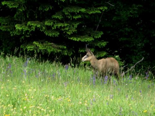 Chamois