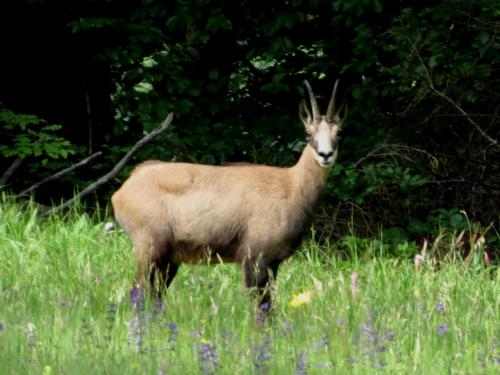 Chamois