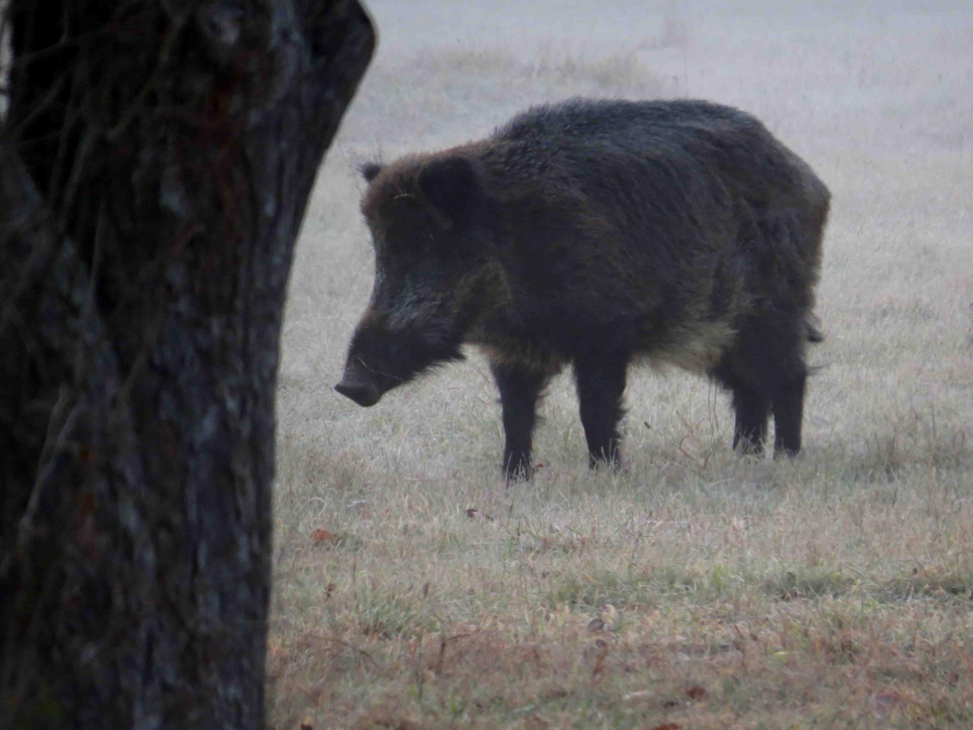 Bialowieza - Le bison et le loup