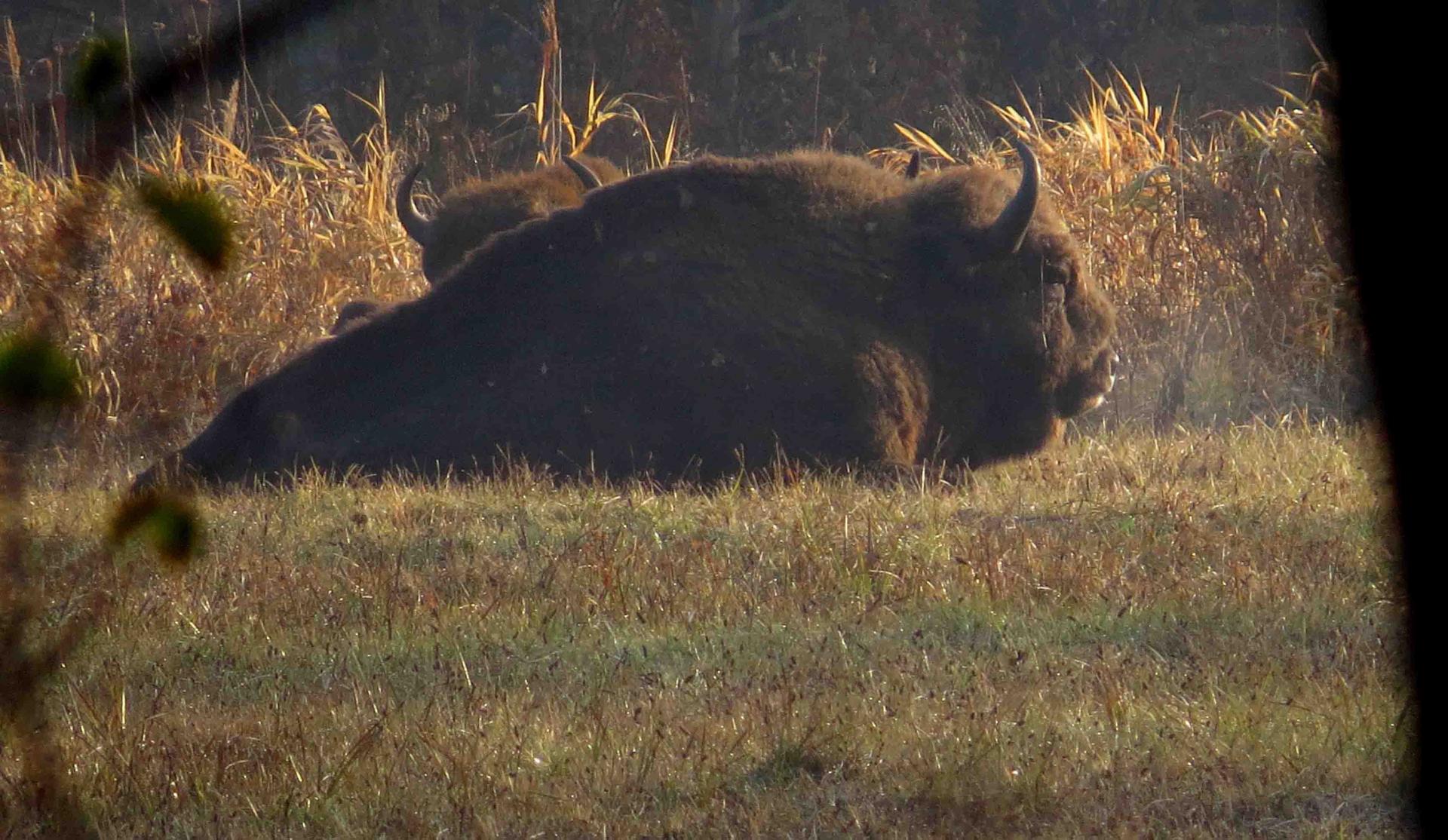 Bialowieza - Le bison et le loup